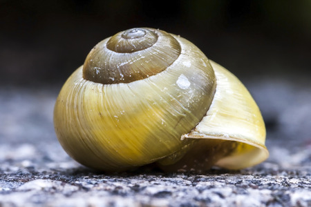 Yellow Empty Snail Shell Macroの写真素材