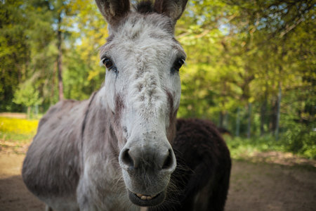 Donkey head closeup with green trees on background