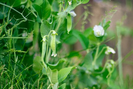 Pea plants with green leaves detailの写真素材