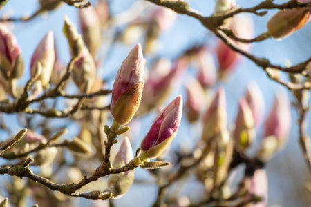 Magnolia tree detail springtime blossomの写真素材