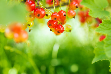 Currant on blurred green background