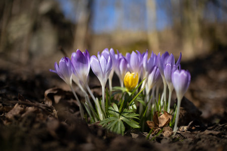 Violet crocus wild spring flowers with forest on backgroundの写真素材
