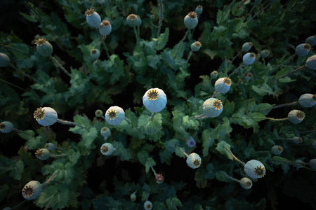 Top view of field poppies - evening meadowの写真素材