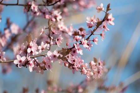 Cherry pink flowers blossom - spring background with blue skyの写真素材