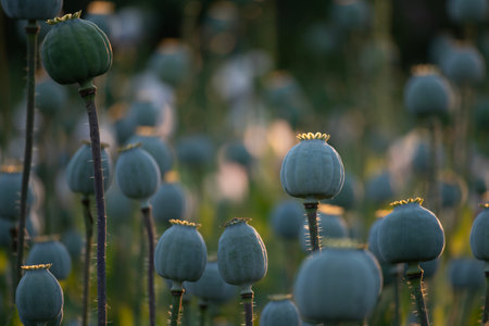 Field poppies detail in evening sun lightの写真素材