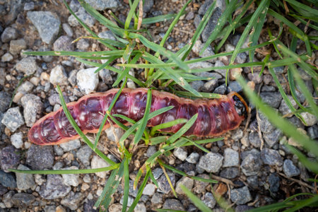 Goat moth caterpillar - cossus