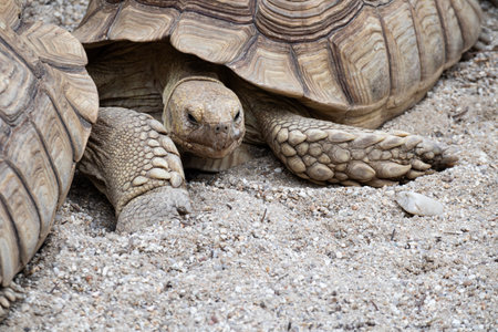 Big turtle on sand - animal detail