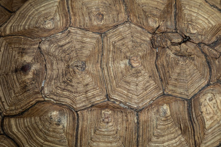 Turtle shell - top view background