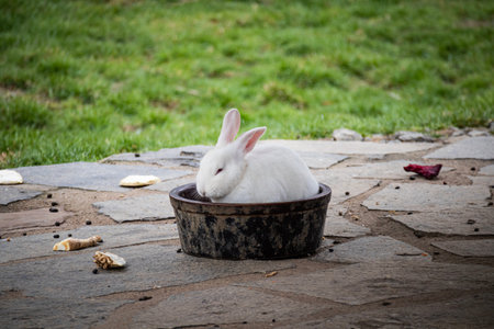 White rabbit - bunny sitting and eating in bowlの写真素材