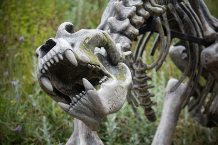 Dinosaur skeleton detail with grass on backgroundの写真素材