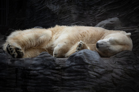White polar bear sleeping on dark rockの写真素材