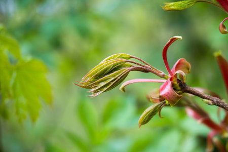 Fresh spring leaves on blurred green backgroundの写真素材