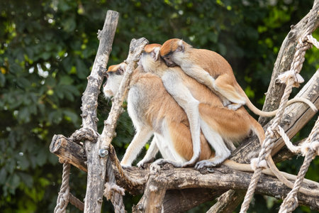 Macaque monkeys family members sitting on their backs