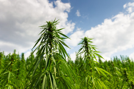 Cannabis, hemp plants on field with clouds on sky on backgroundの写真素材