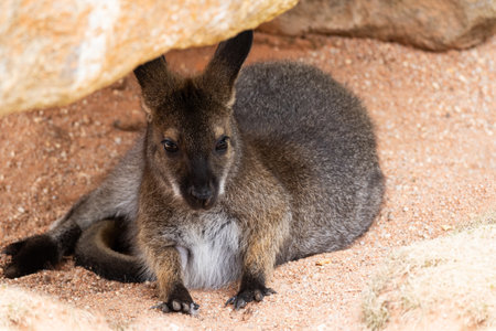 Small kangaroo hiding under stonesの写真素材