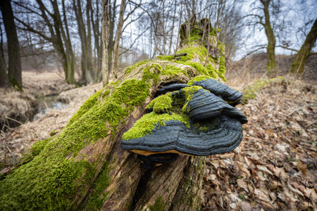 Black polypore mushrooms on old trunk covered with moss
