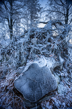 Frozen stump in night forest - wide angle viewの写真素材