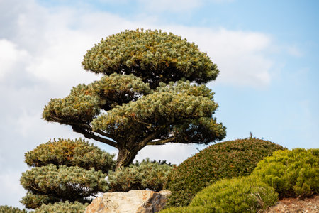 Bonsai pine on garden with blue sky on backgroundの写真素材