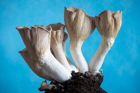 Oyster mushrooms on dark soil isolated on blue backgroundの写真素材