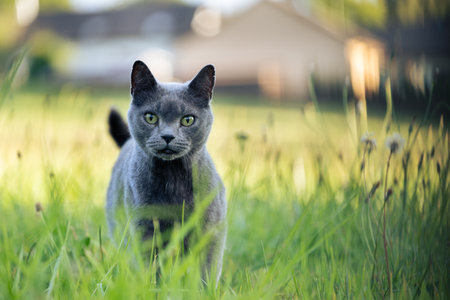 Cat on sunset fieldの写真素材