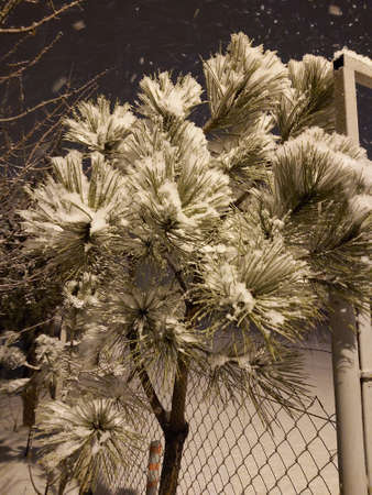 Landscape of falling snow on pine tree in winter