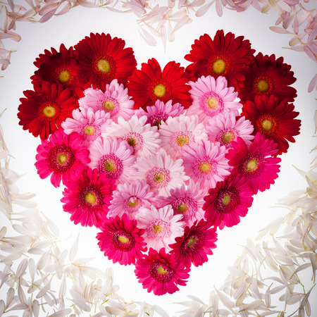 Gerbera heart with petals aroundの写真素材