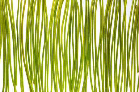 Green stems on white background
