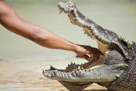 Crocodile Fram at Samut Prakan, Thailandの写真素材