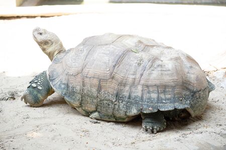 Crocodile Fram at Samut Prakan, Thailandの写真素材