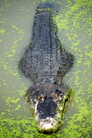 Crocodile Fram at Samut Prakan, Thailandの写真素材