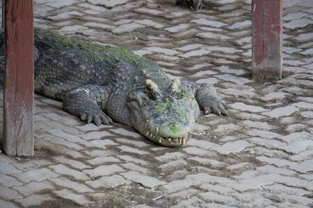 Crocodile Fram at Samut Prakan, Thailand