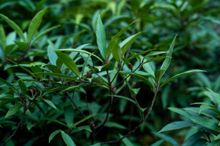 Green leaves of a bush in the rainforest of Sri Lanka.の写真素材