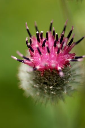 flowersの写真素材