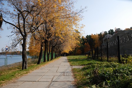 autumn park,  fall, tree, bushes  の写真素材