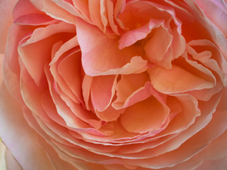 Close up of the petals of a pink roseの写真素材