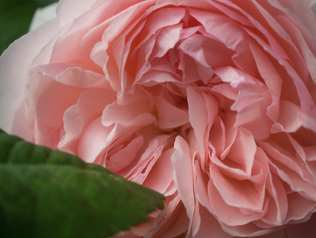 A pale pink rose up close and personalの写真素材