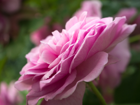 Profile of the petals of a pink roseの写真素材