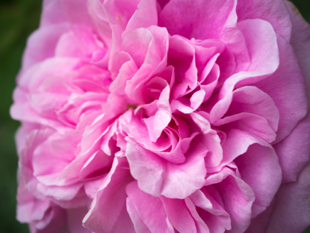 Pink Rose Petalsの写真素材