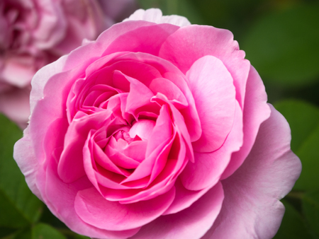 A Delicate pink rose up close and personalの写真素材