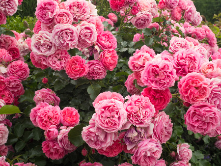 A summer day surrounded by Rosesの写真素材