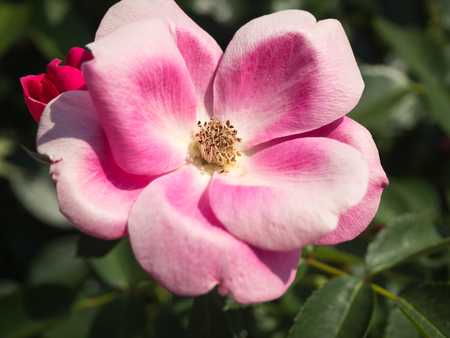 Pink and white rose bloomingの写真素材