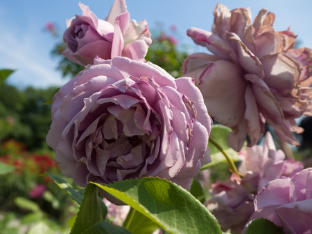 Garden of Lavender Rosesの写真素材