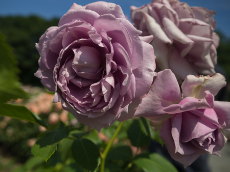 Garden of Lavender Rosesの写真素材