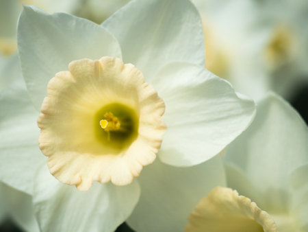 White Daffodils close up in the Gardenの写真素材