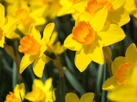 Profiles of Yellow Daffodils in the gardenの写真素材