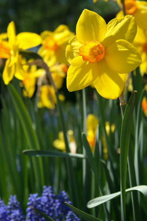 Yellow Daffodils with Grape Hyacinth flowersの写真素材