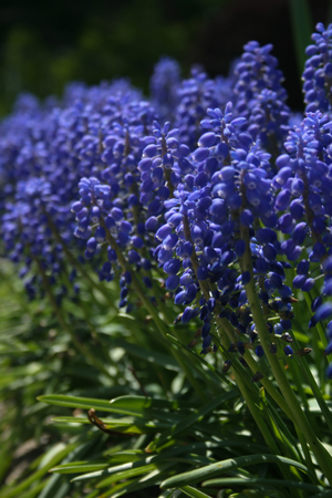 Colorful Grape Hyacinth flowers blooming in the gardenの写真素材