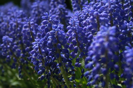 Grape Hyacinth flowers on a sunny dayの写真素材