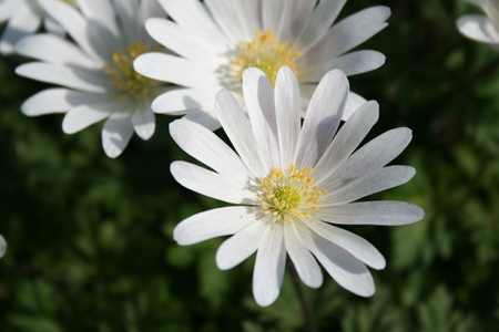 Chrysanthemums in the parkの写真素材