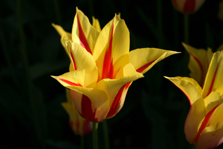 Yellow and Red  tulips in gardenの写真素材